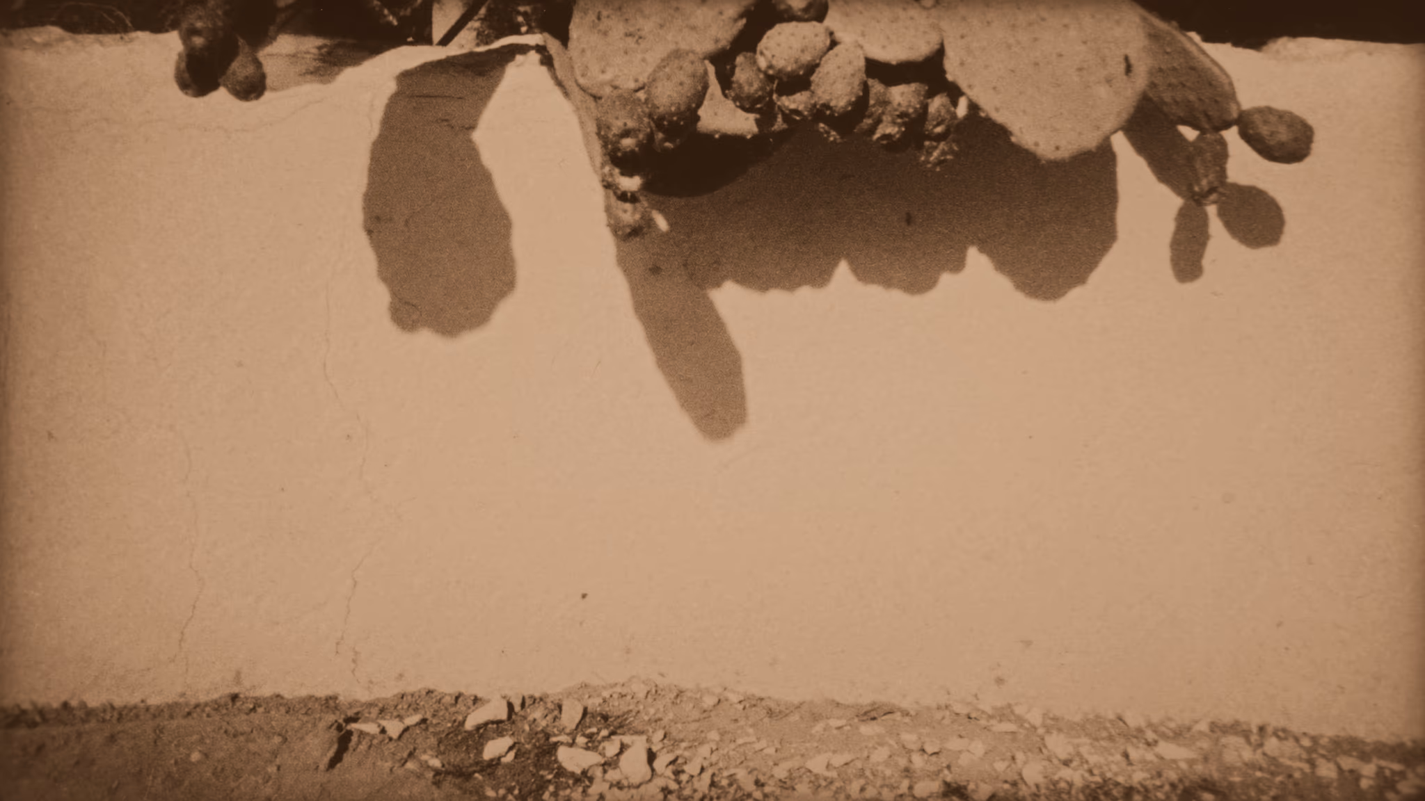 Prickly pear pads casting a hard shadow on a whitewashed plaster wall